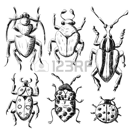 450x450 Drawing Of Beetle And Beetle On Colored Paper. Vector Illustration