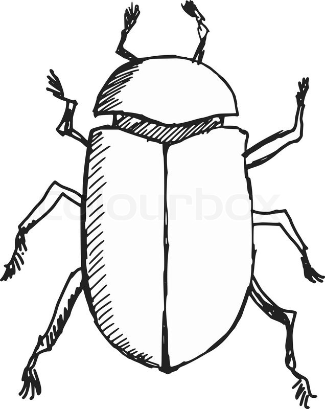 636x800 Hand Drawn, Sketch, Doodle Illustration Of Scarab Beetle Stock