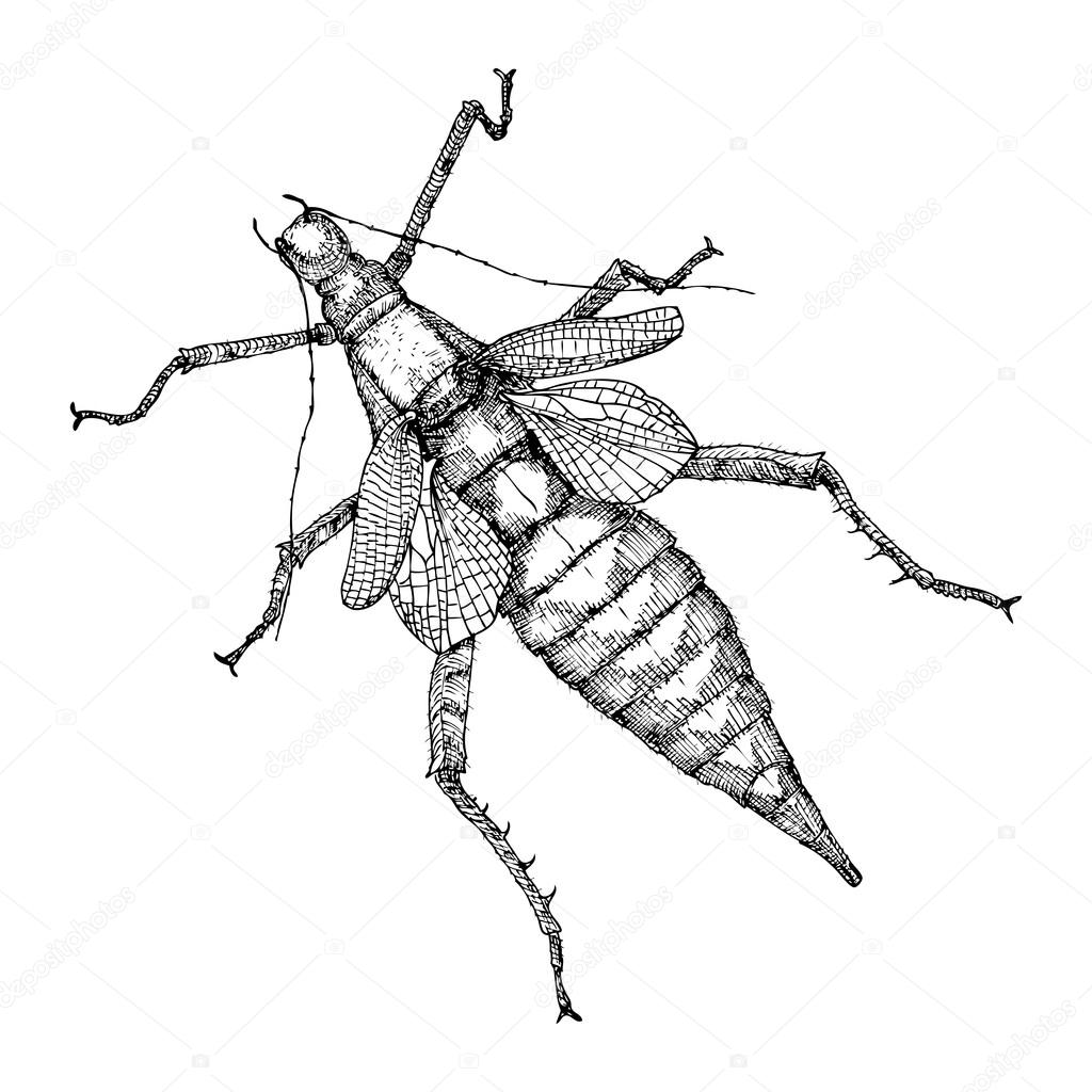 1024x1024 Hand Drawn Beetle Sketch Stock Photo Goldenshrimp