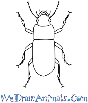 300x350 How To Draw A Ground Beetle