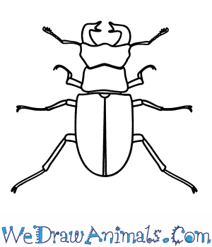 300x350 How To Draw A Stag Beetle