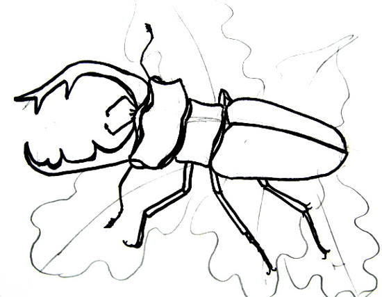 550x427 How To Draw A Stag Beetle