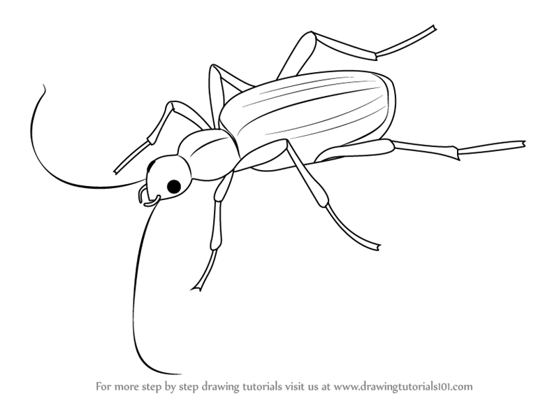 800x566 Learn How To Draw A Bombardier Beetle (Insects) Step By Step