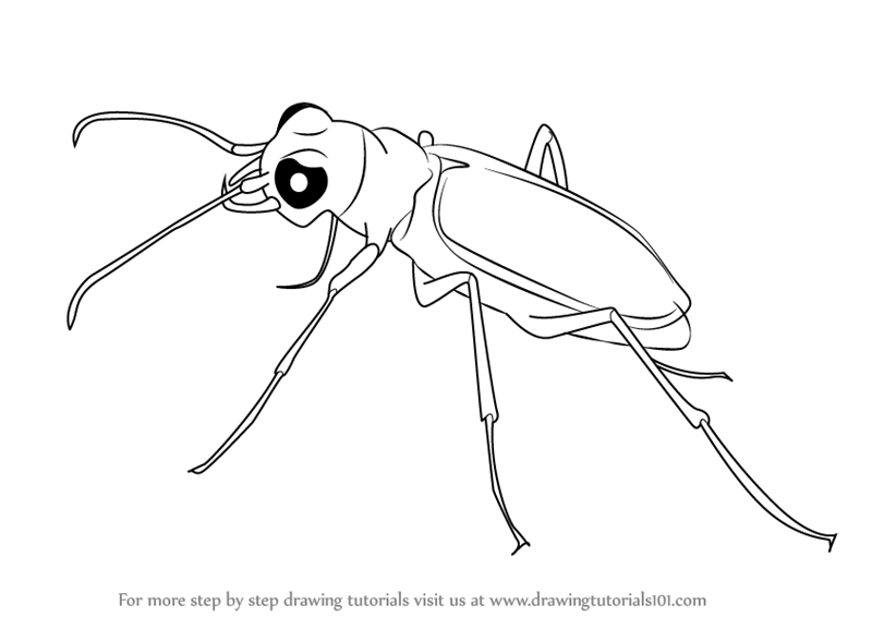 800x566 Learn How To Draw A Tiger Beetle (Beetles) Step By Step Drawing