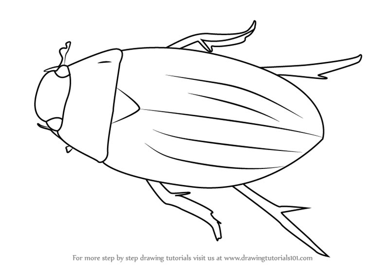 800x565 Learn How To Draw A Water Beetle (Beetles) Step By Step Drawing