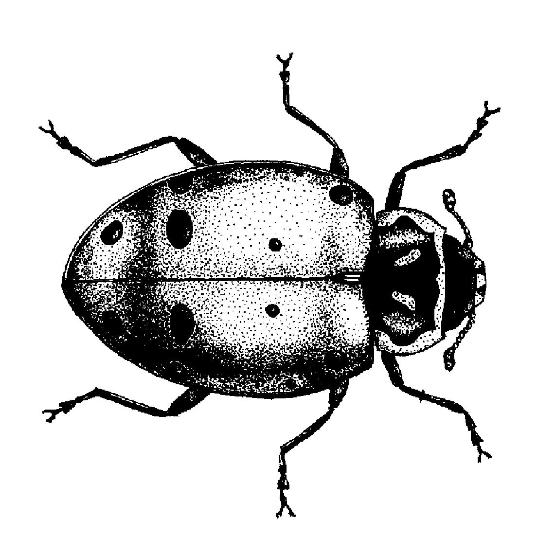1143x1143 Beetle Drawing Black And White