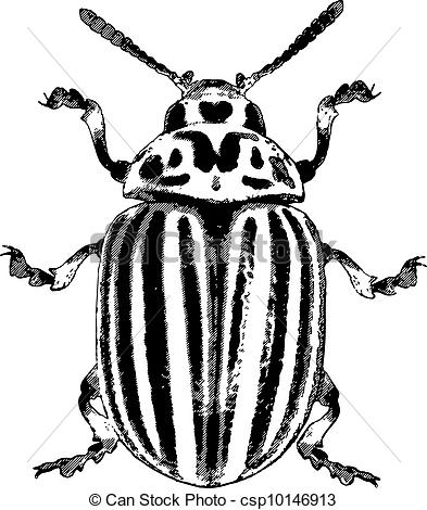 393x470 Line Drawings Of Beetles
