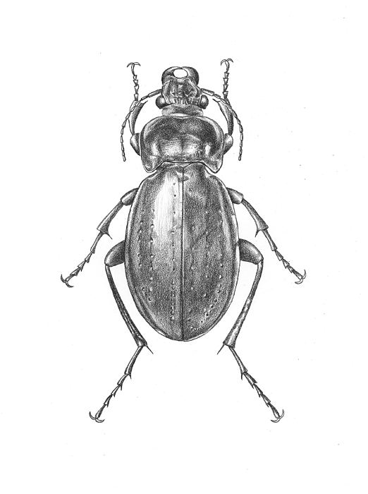 522x700 Colosma Beetle Drawing By Logan Parsons