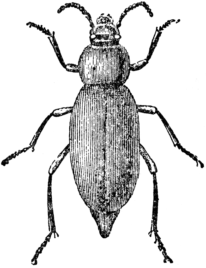 790x1024 Darkling Beetle Clipart Etc