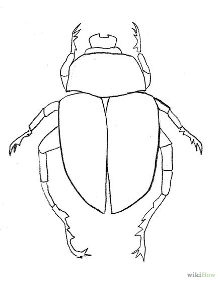 437x560 Draw A Scarab Beetle Beetles, Illustrations And Paintings