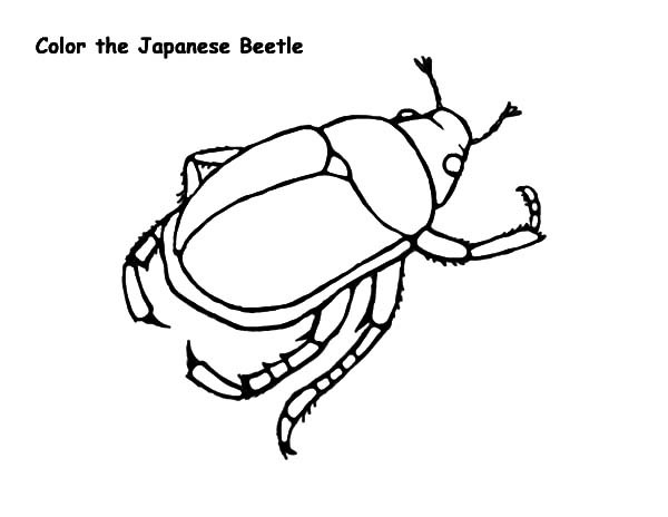 Download The best free Beetle drawing images. Download from 602 ...