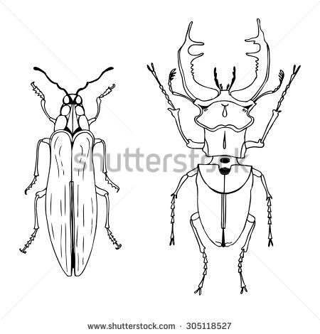 450x470 Drawn Beetles Stag Beetle