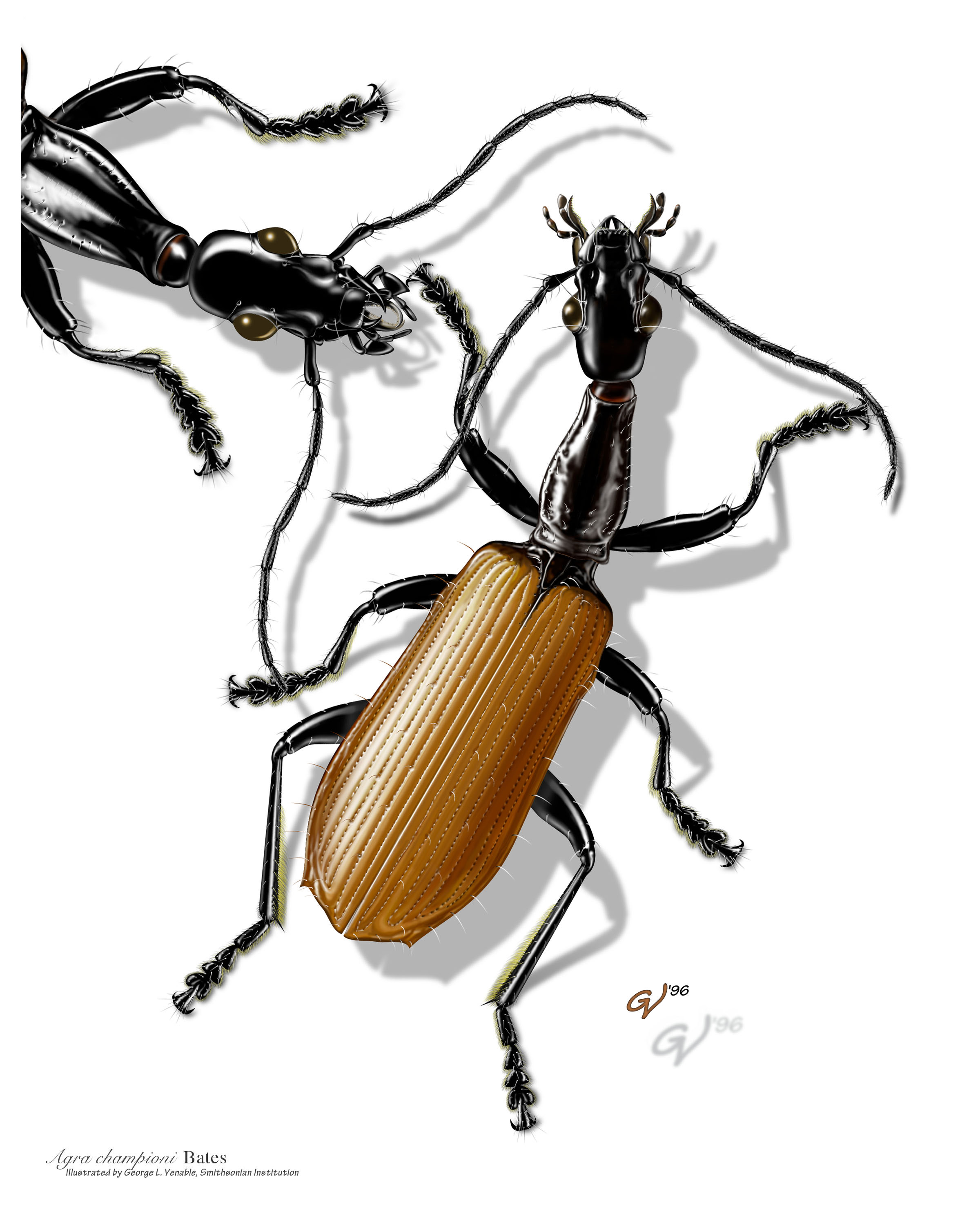 2400x3000 George Venable Stories From The Museum Explore Our History