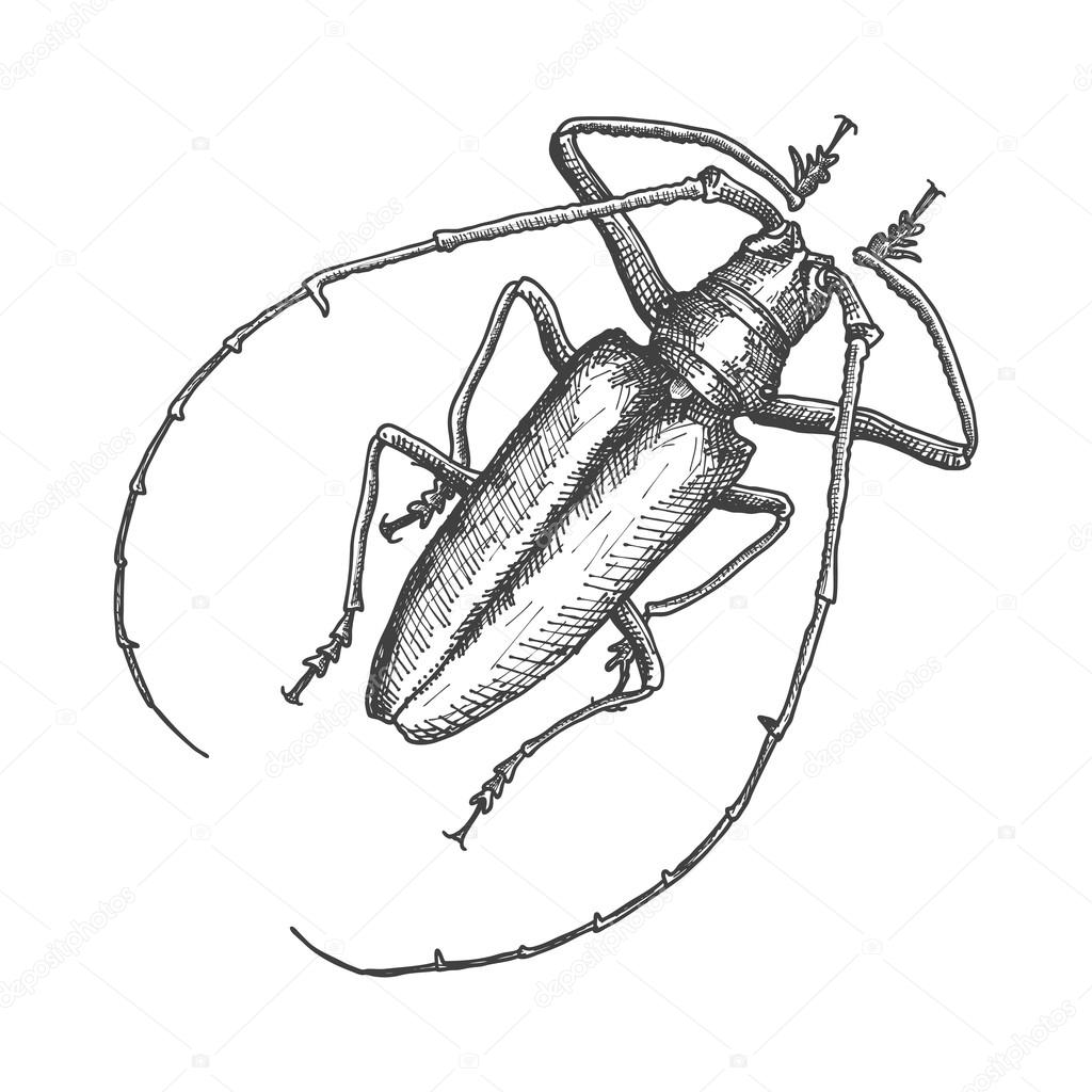 1024x1024 Hand Drawn Beetle Sketch Stock Vector Goldenshrimp