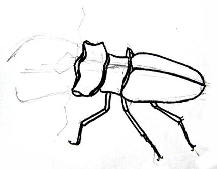427x333 How To Draw A Stag Beetle