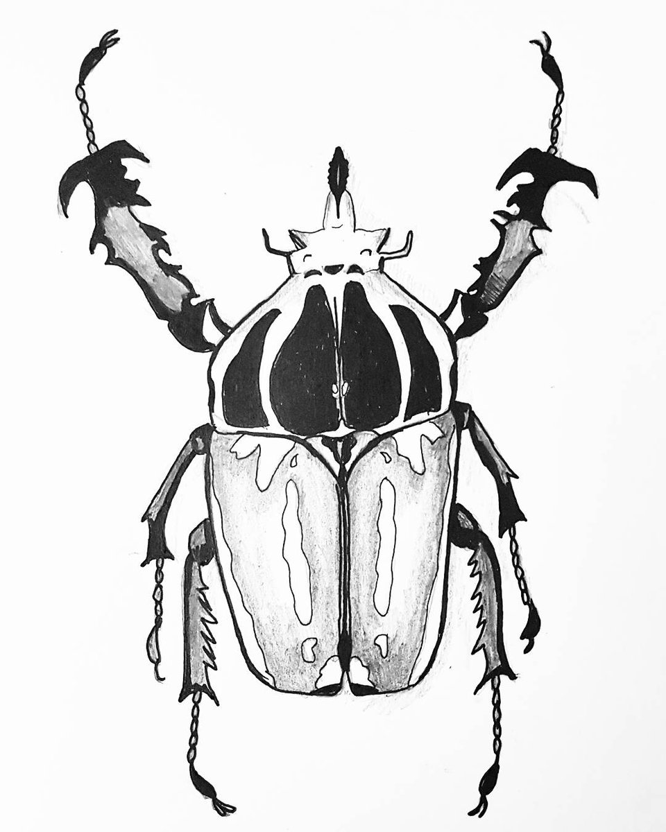 960x1200 My Beetle Collection (@mybeetleco) Twitter