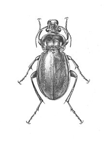 223x300 Scientific Illustration Posters Fine Art America