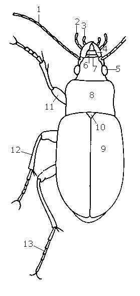 279x589 Beetles, Coleoptera
