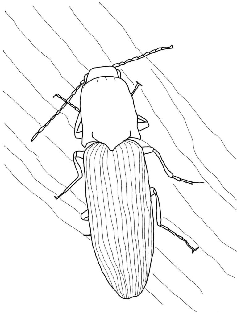 768x1024 Click Beetle For Coloring Page