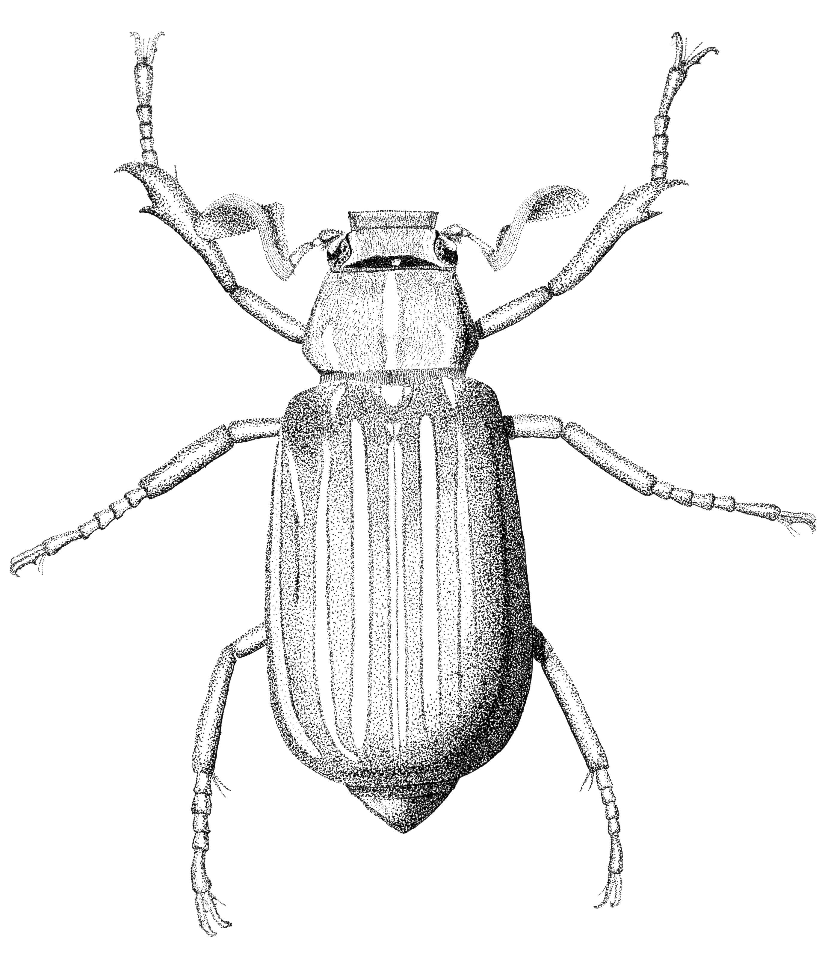 2764x3203 Drawings Insecta By Claire Page 2