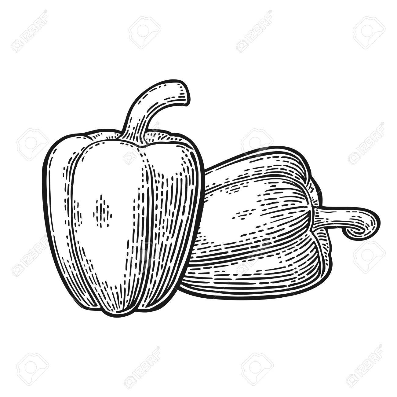 1300x1299 Two Sweet Bell Peppers. Vector Vintage Engraved Illustration