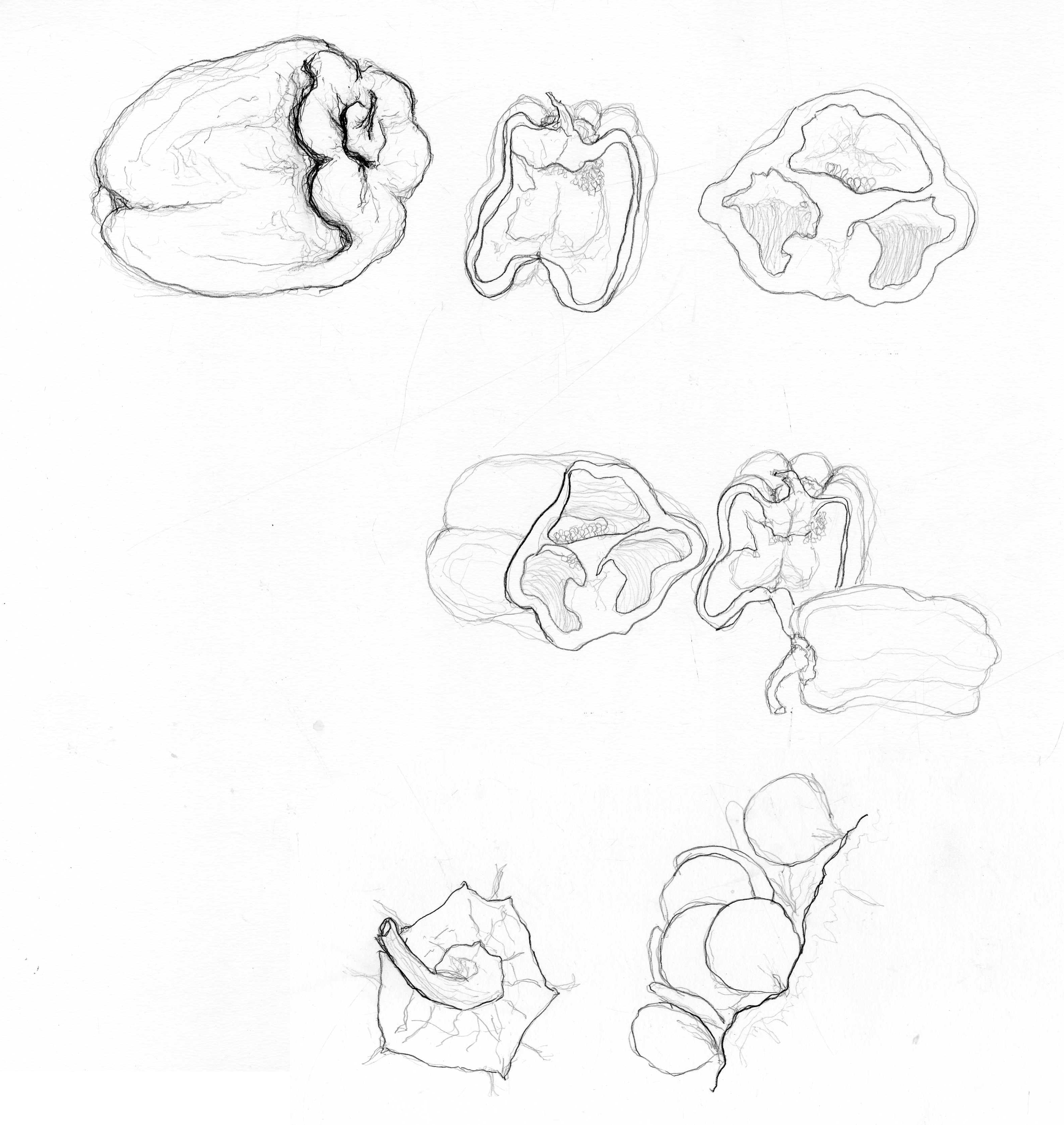 3160x3341 Bell Pepper Drawings (Contours, Sections, Elevations) Braden