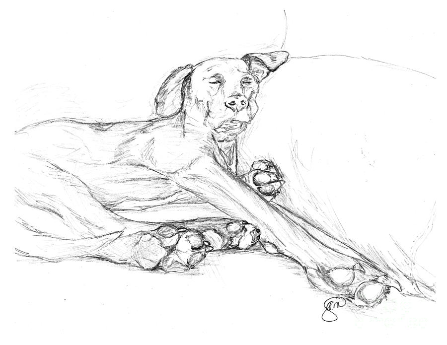 900x695 Great Dane Dog Sketch Bella Drawing By Stacey May