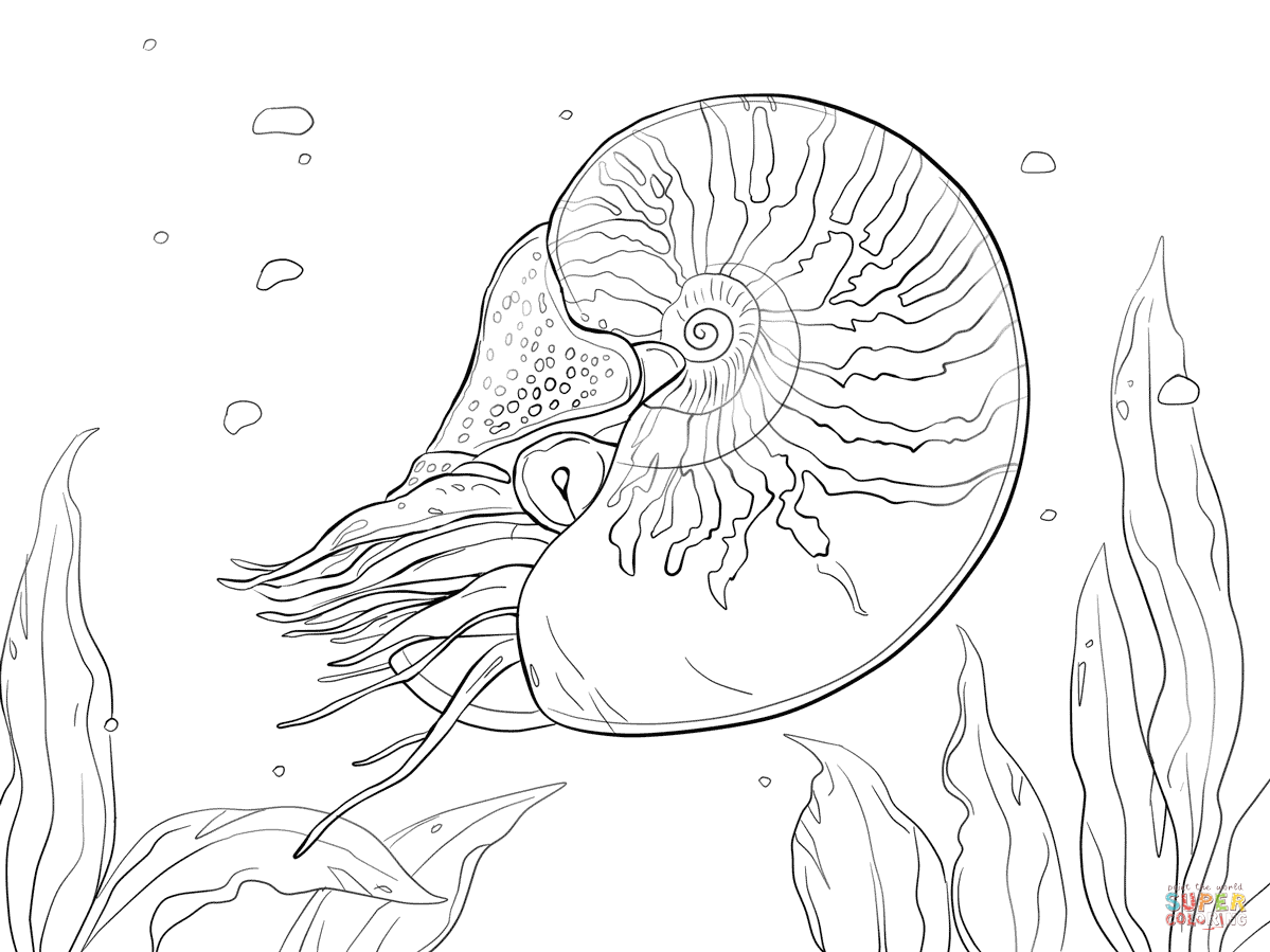 1199x899 Bellybutton Nautilus Coloring Page Free Printable Coloring Pages