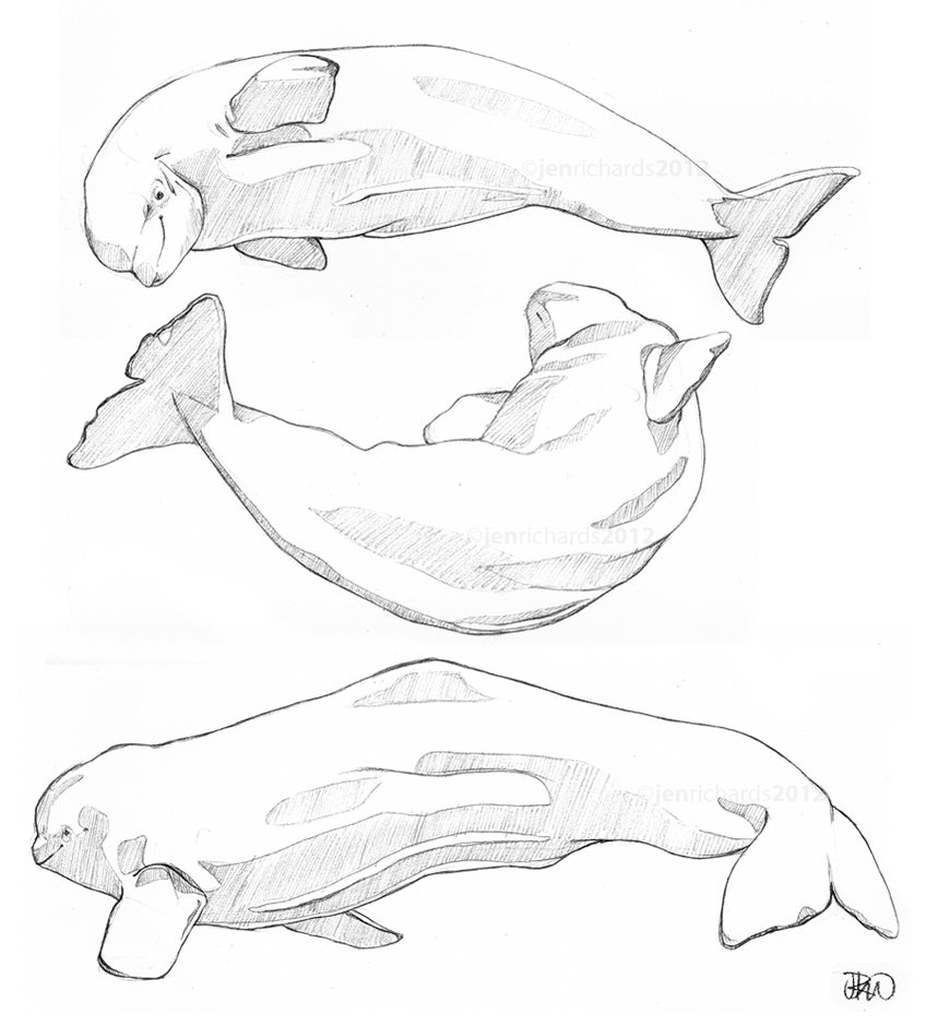 849x941 Beluga Sketches By Odontocete
