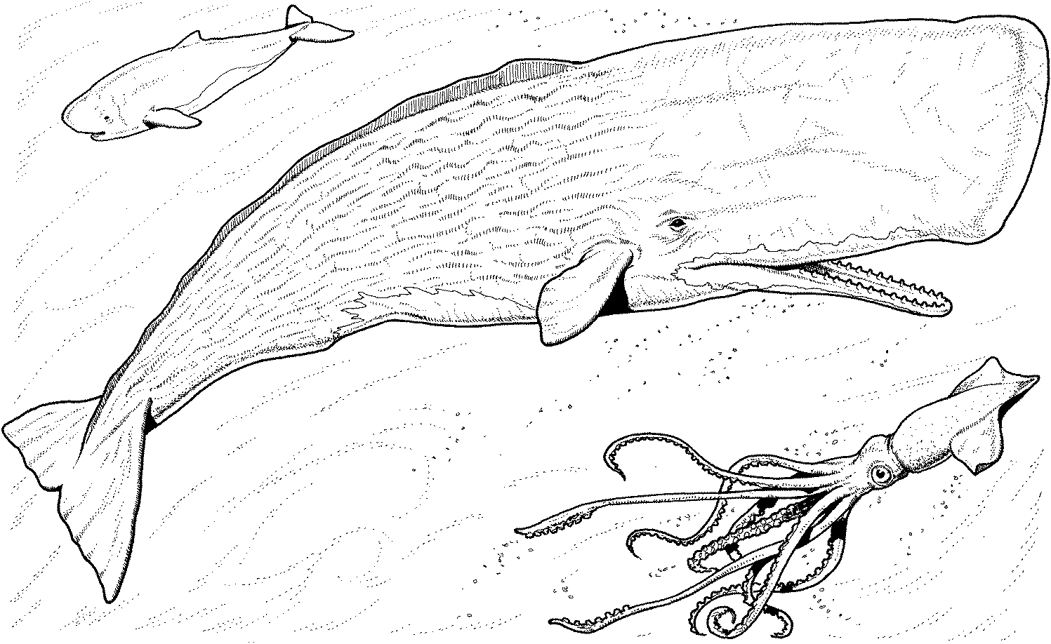 1497x918 Direct Whale Coloring Pages 22 Blue Drawings Clipart Best