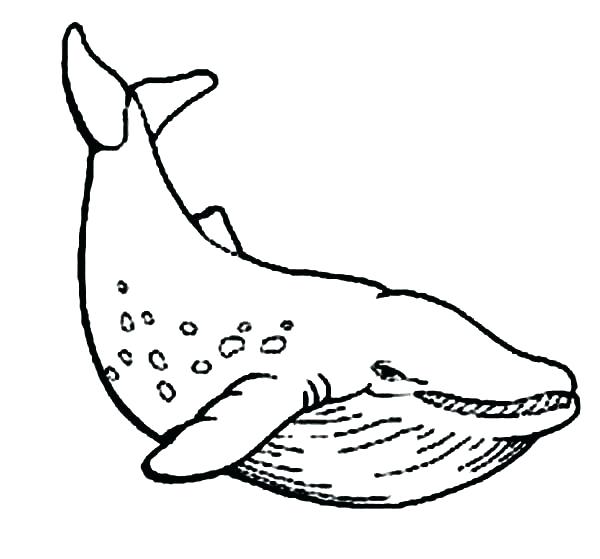 600x559 Perfect Blue Whale Coloring Pages Online Pictures Of Whales Beluga
