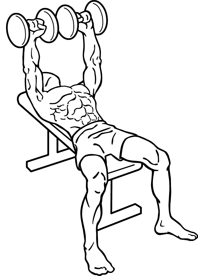 645x900 Filedumbbell Bench Press 1.png