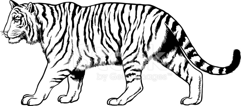 800x353 Drawing Of A Tiger Stock Vector