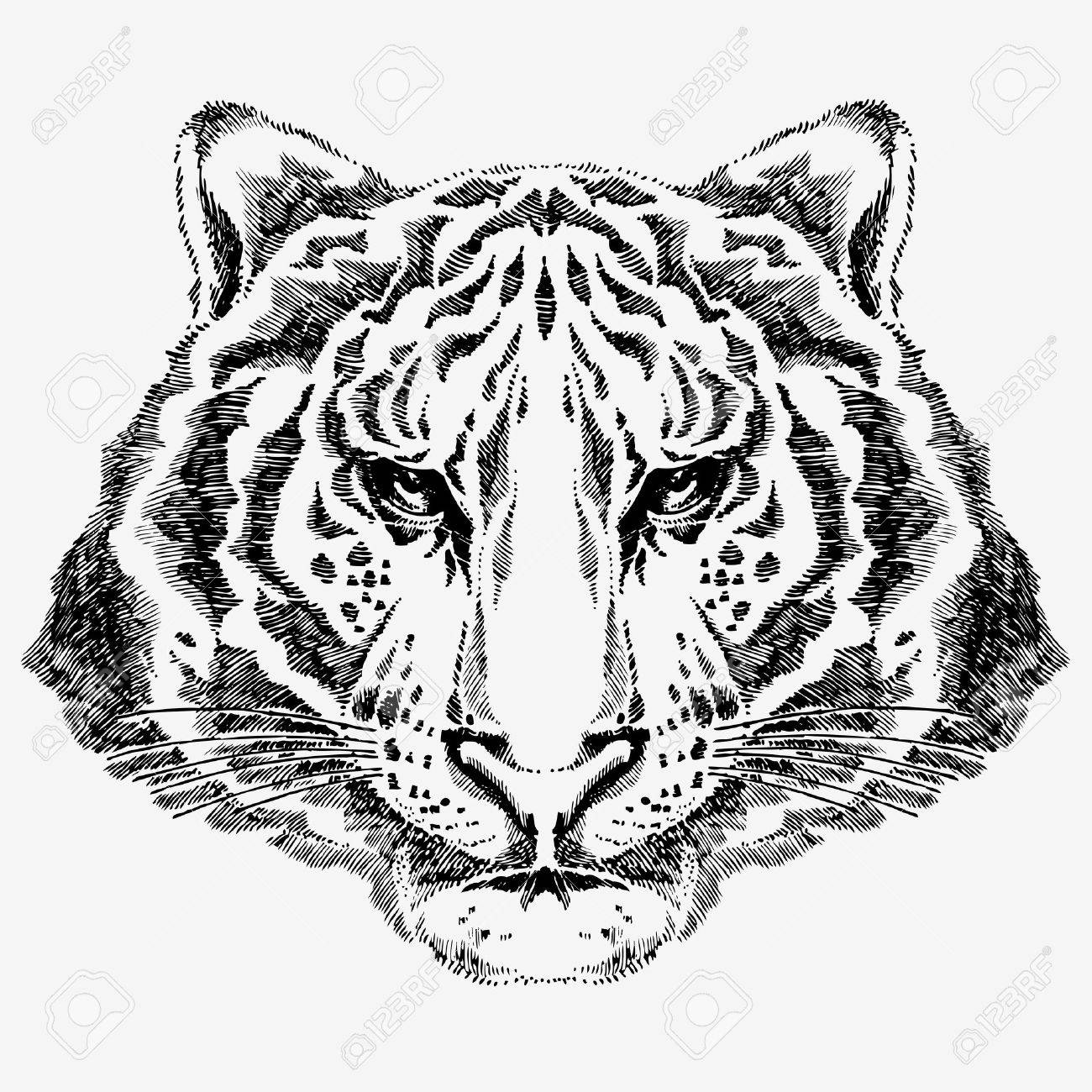 1300x1300 Tiger Drawing Royalty Free Cliparts, Vectors, And Stock