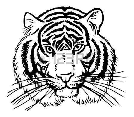 450x395 Tiger Drawing Stock Photos. Royalty Free Business Images