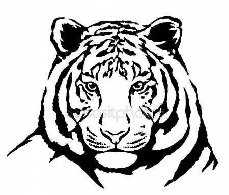 450x384 Tiger Drawing Stock Photo Arztsamui