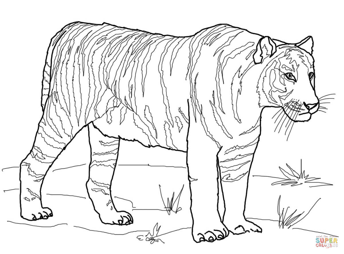 1200x886 Bengal Tiger Coloring Page Free Printable Coloring Pages