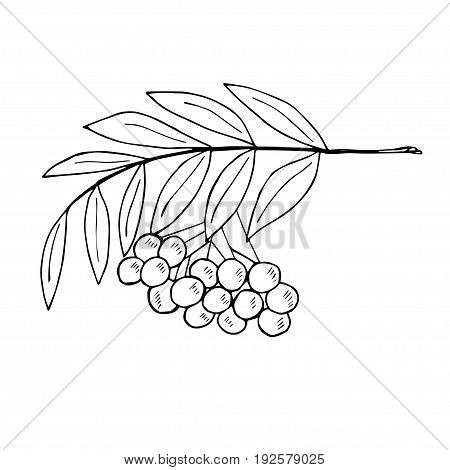 450x470 Detailed Ink Drawing Rowan Vector Amp Photo Bigstock