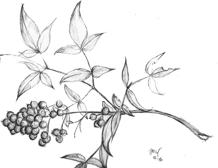 900x695 Leaves And Berries By Thewolfnebula