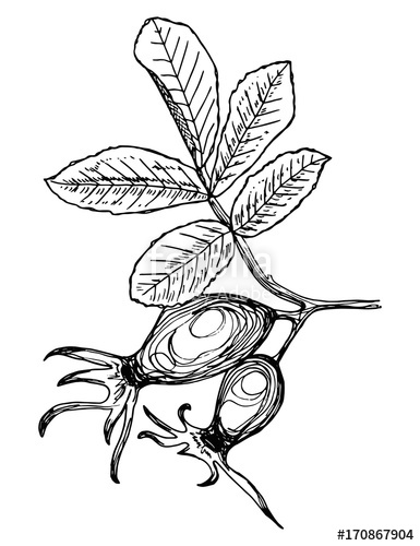 385x500 Berries On A Branch With Hawthorn Vector Leaves Isolated. Hand