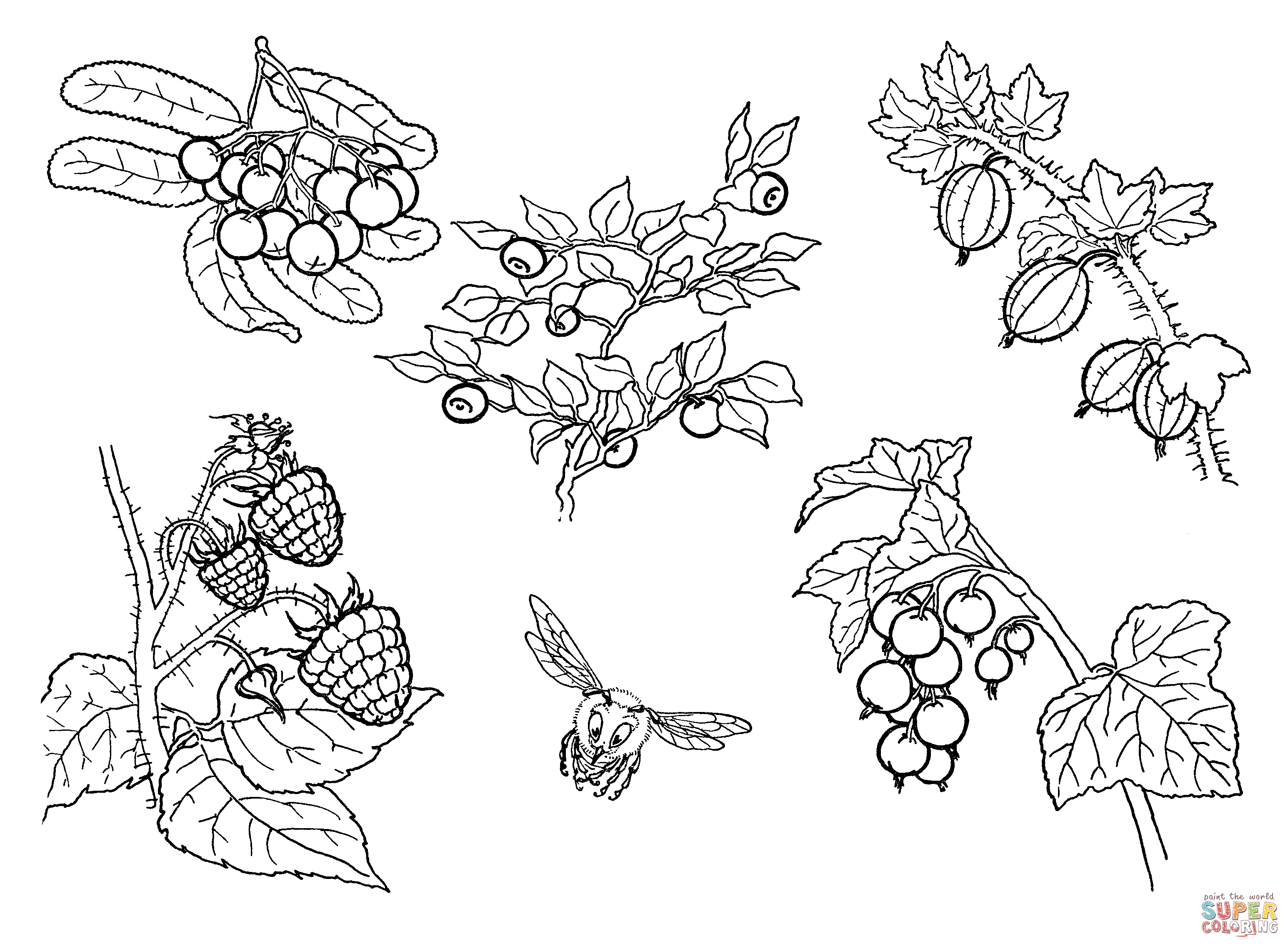 3091x2272 Berries Coloring Page Free Printable Coloring Pages