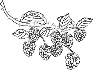 300x225 Free Berry Clipart Image 0515 0906 1201 5347 Food Clipart