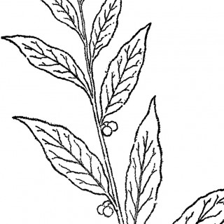 320x320 Line Drawings Archives