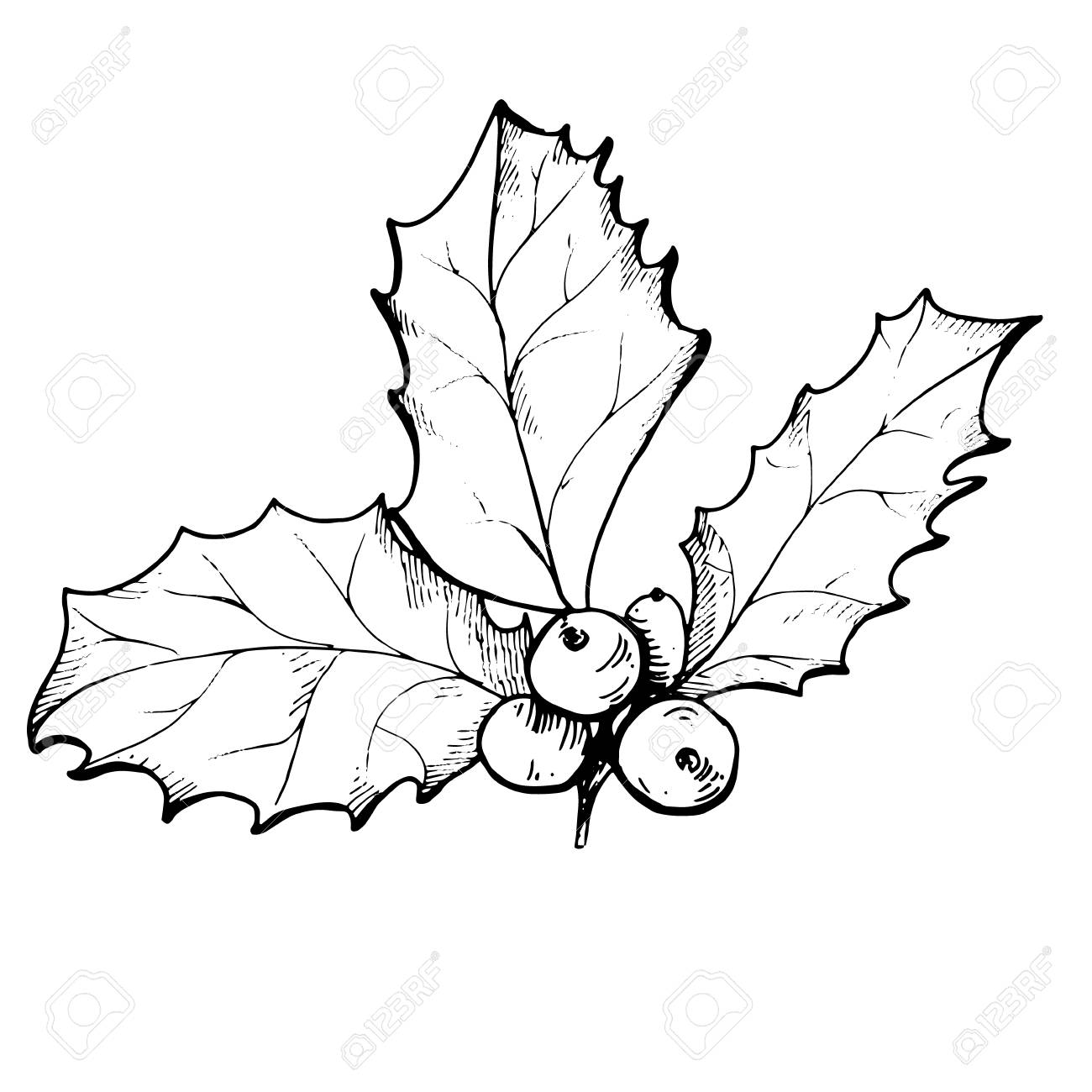 1300x1300 Vector Linear Drawing Of Christmas Holly Berry Isolated Royalty