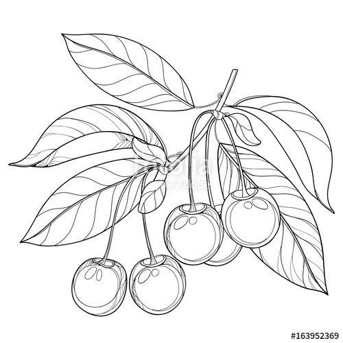 500x500 Vector Branch With Outline Ripe Cherry, Bunch, Berry And Leaves