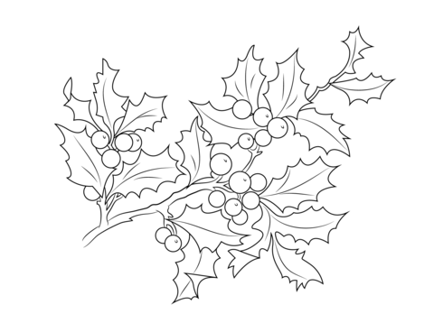 480x358 Christmas Holly Berries Coloring Page Free Printable Coloring Pages