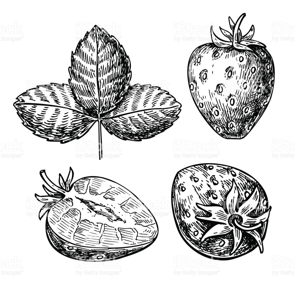 1024x1024 Drawn Berry