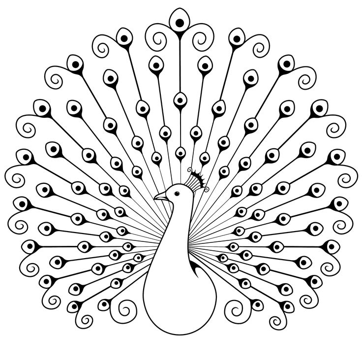 736x686 Wonderful Design Peacock Outline 244 Best Peacock Line Drawings