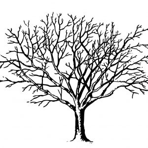 300x300 Coloring Pages Olive Tree Best Of Simple Drawing A Tree Coloring