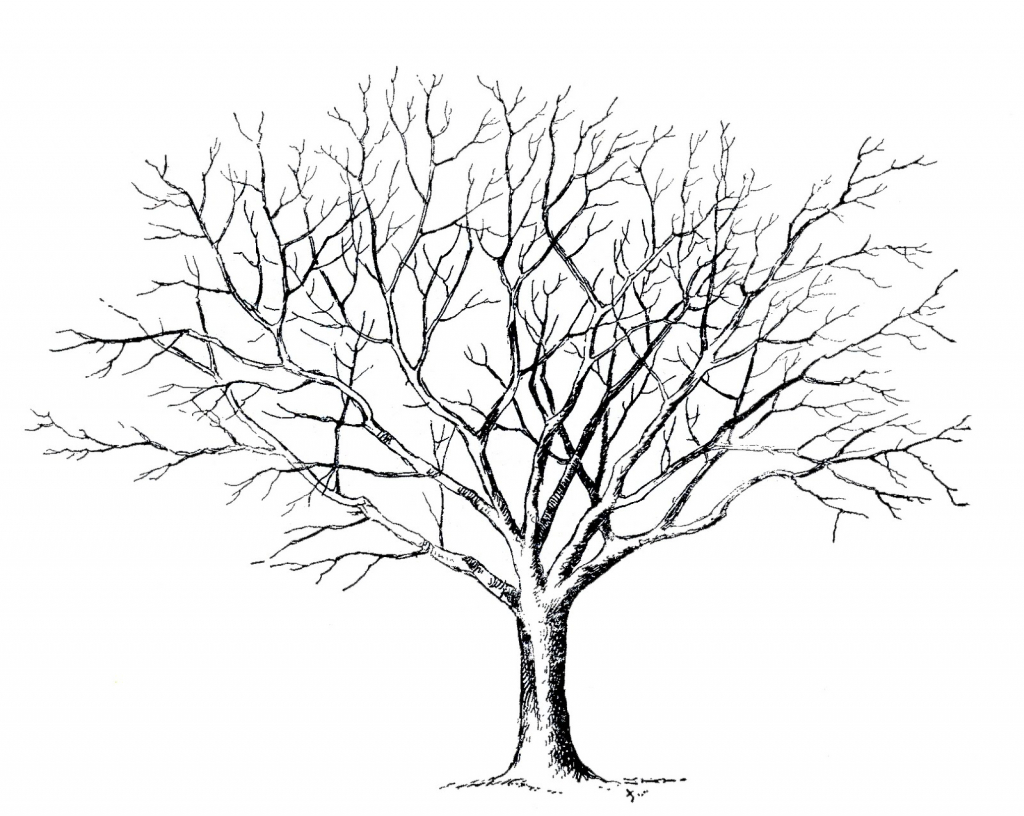 1024x816 Drawing A Tree Without Leaves